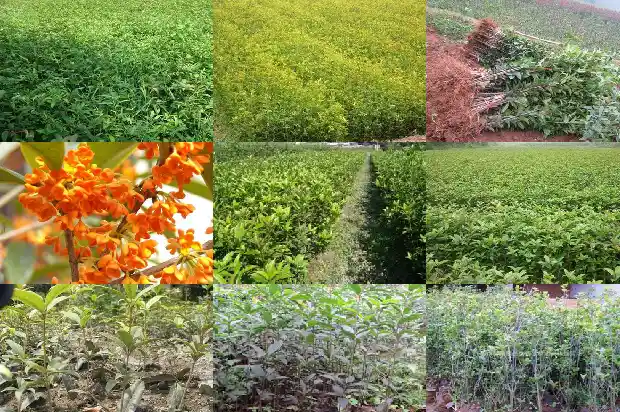 武汉桂花树苗哪里有?1682732737975