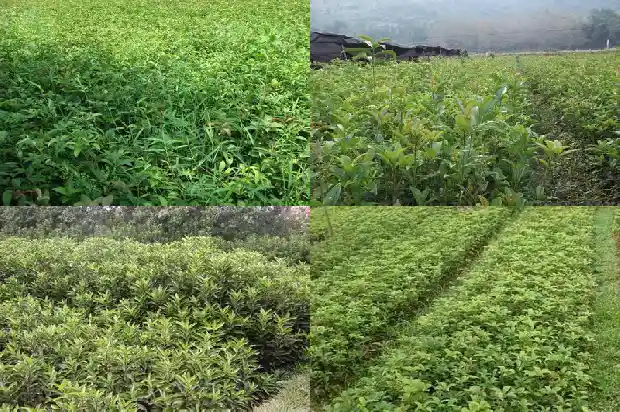 武汉桂花树苗哪里有?1682732738023