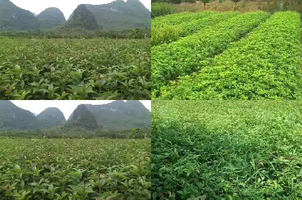武汉桂花树苗哪里有?1682732738071