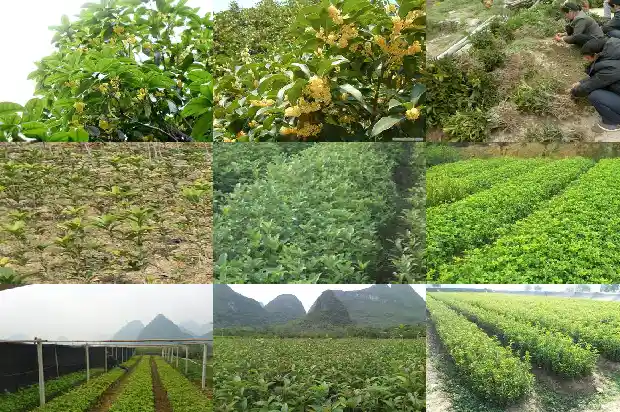 成都桂花树批发市场在哪里1682732807159