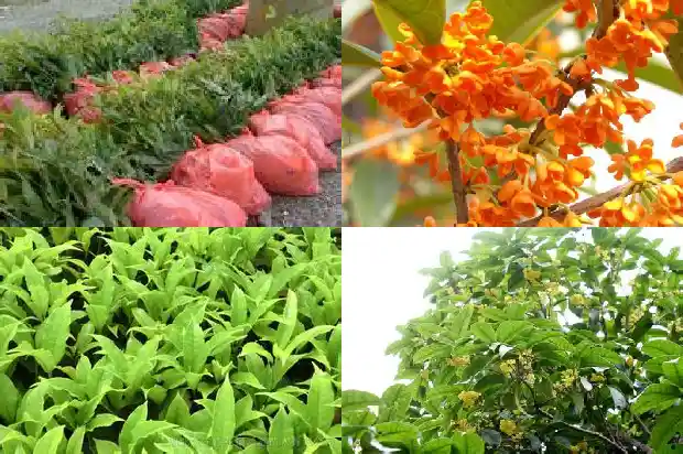 成都桂花树批发市场地址查询1682732849843