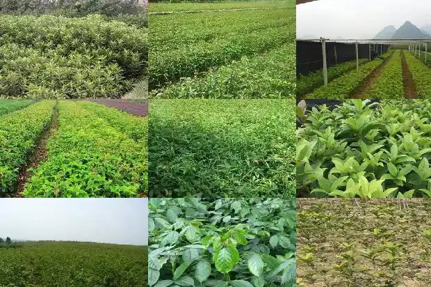 成都桂花树批发市场地址查询1682732849891
