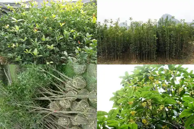 野桂花树价格多少一棵合适呢1682732928531