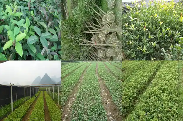 桂花果泡水的功效与作用1689121635012