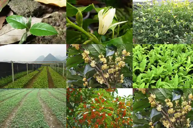 桂花和桂花树一样吗1682733049712