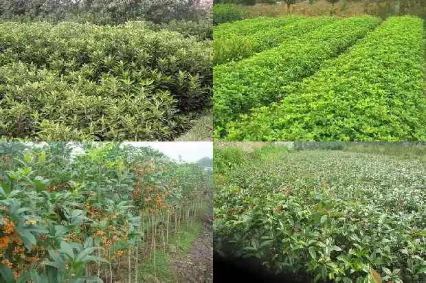 桂花和桂花树一样吗1682733049760