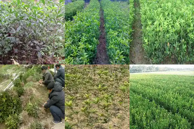 出售桂花树价格多少钱一斤1690331465907