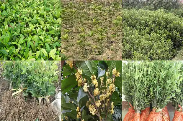 桂花树的品种有几种1682733087305