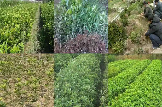 家门口种哪种桂花树最好1690677223146