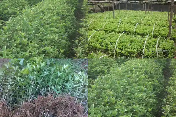 桂花树干的颜色是什么颜色1682733117766