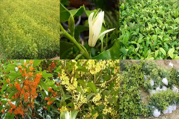桂花树干的颜色是什么颜色1682733117814