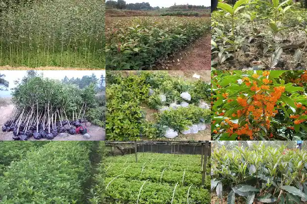 桂花苗批发价格多少钱1690418559849