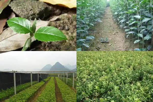 最常见的桂花树是哪种品种1682733231283