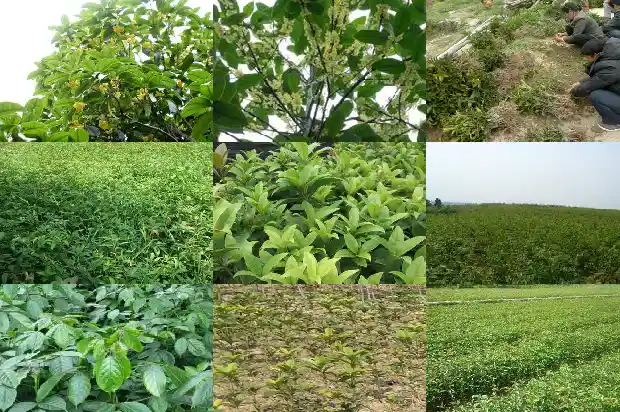 最常见的桂花树是哪种品种1682733231330