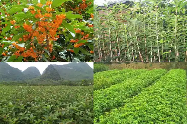 桂花属于什么树1682733264195