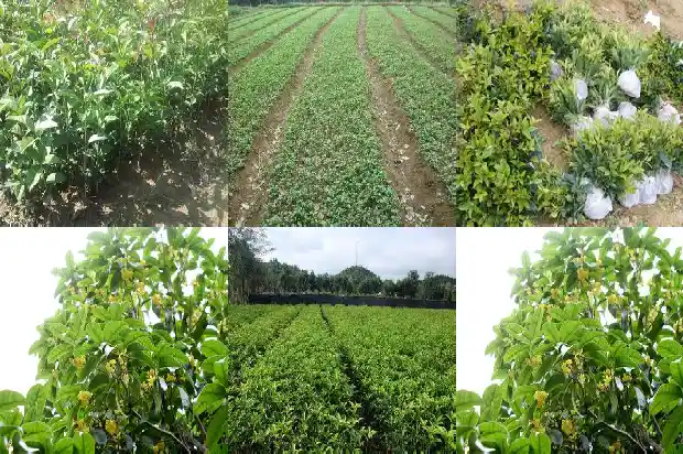 野桂花树怎么种植方法1682733290071