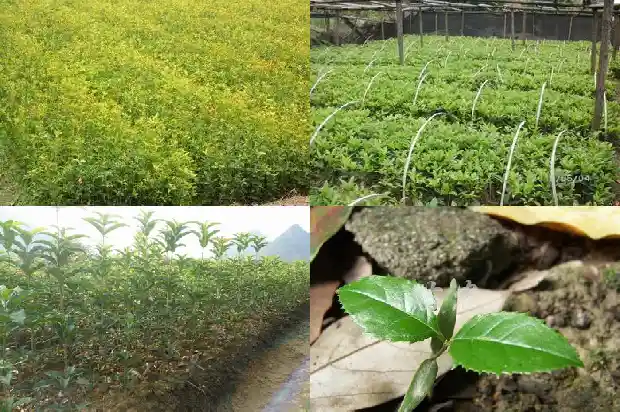 野桂花树怎么种植方法1682733290117