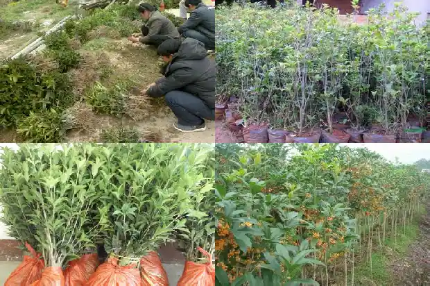 野桂花树怎么种植方法1682733290165