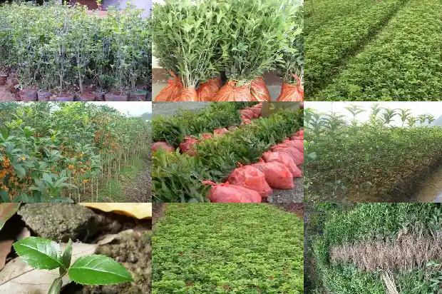 野桂花盆栽1682733317631