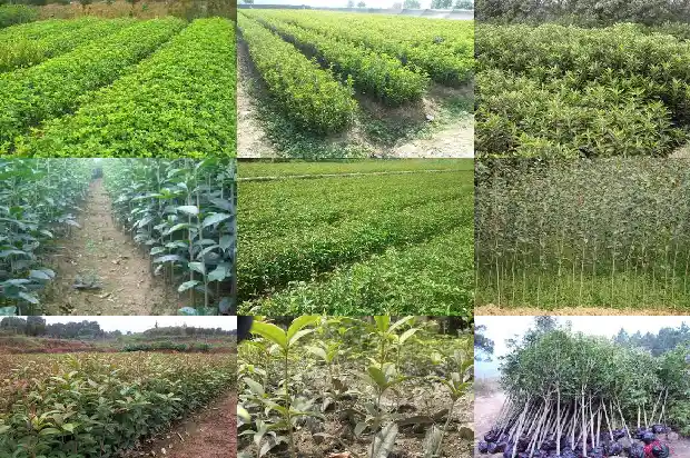 桂花的作用功效瑰花的瑰花的功效1689208439150