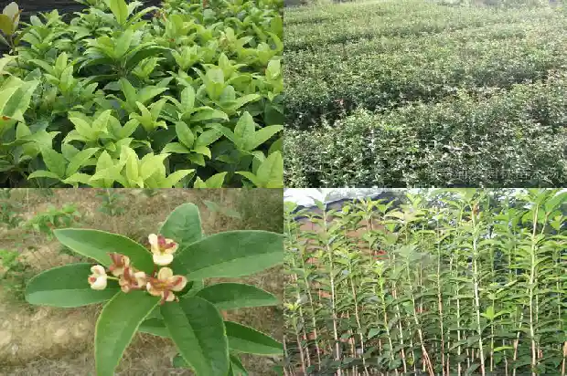 桂花有什么品种?1682733364241