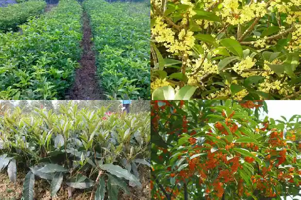 什么样的桂花树1682733402279