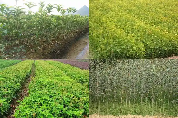 什么样的桂花树1682733402327