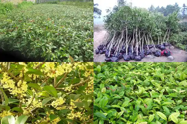 50年的金桂花树值多少钱一盆呢1682733426699