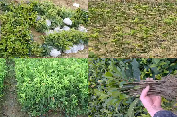 50年的金桂花树值多少钱一盆呢1682733426746