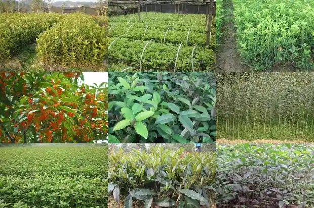50年的金桂花树值多少钱一盆呢1682733426794