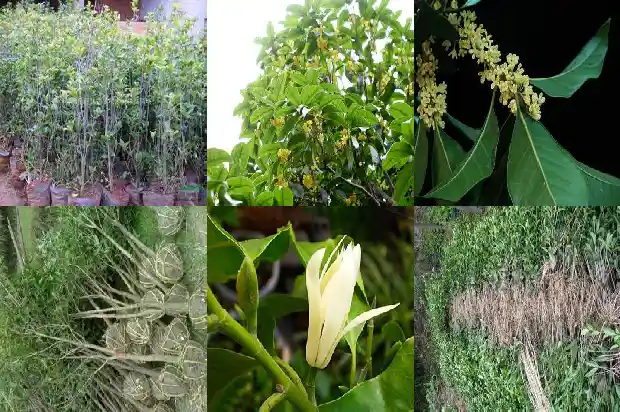 50年的金桂花树值多少钱一盆呢1682733426841