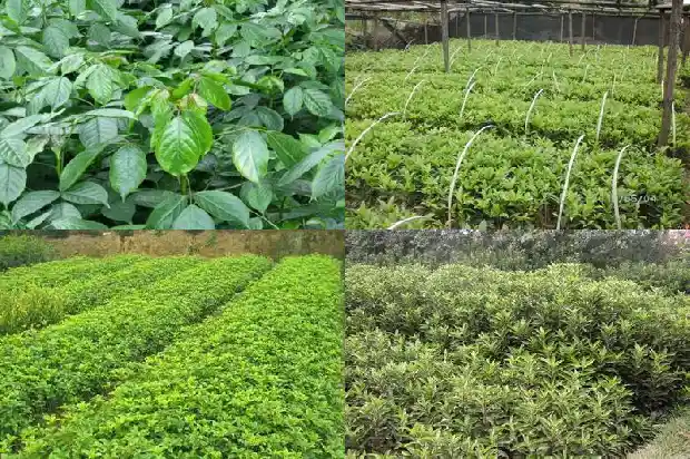 桂花树树苗价格多少钱一盆啊1682733448957