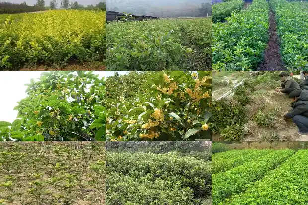 桂花树树苗价格多少钱一盆啊1682733449004