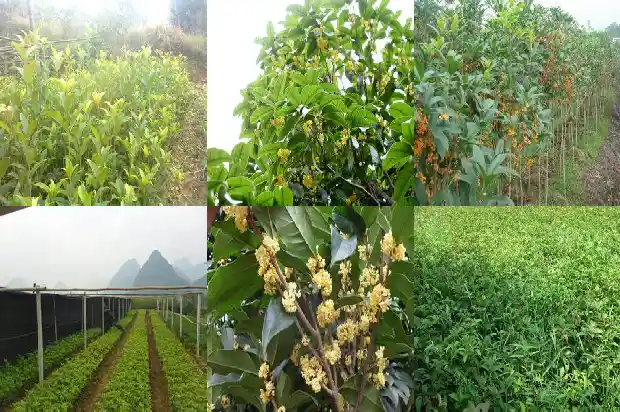 桂花树树苗价格多少钱一盆啊1682733449052
