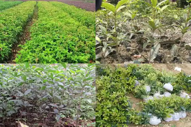 桂花树树苗价格多少钱一盆啊1682733449099