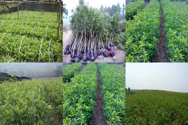 桂花单朵花一天一谢吗1688948642664