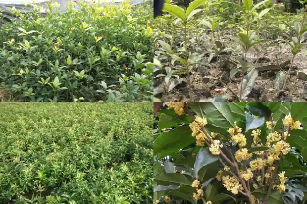 桂花的功效和用途禁忌是什么1689313464402
