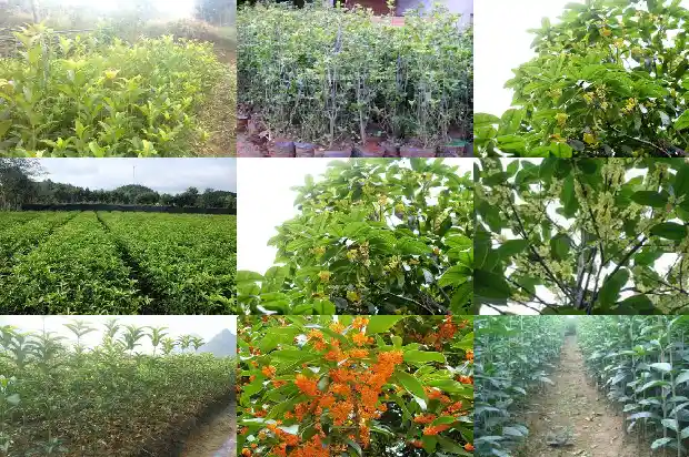 湖北桂花树苗批发市场在哪儿1682733489491
