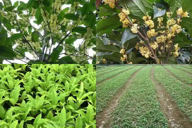 湖北桂花树苗批发厂家在哪里1682733510071