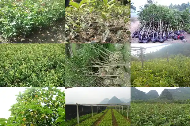 湖北桂花树苗批发厂家在哪里1682733510119