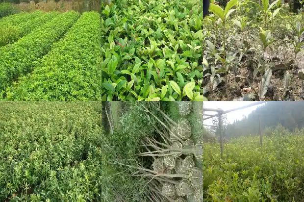 七年的桂花树大概多少钱一颗呢1682733530377