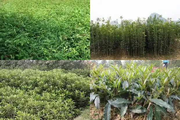 七年的桂花树大概多少钱一颗呢1682733530472