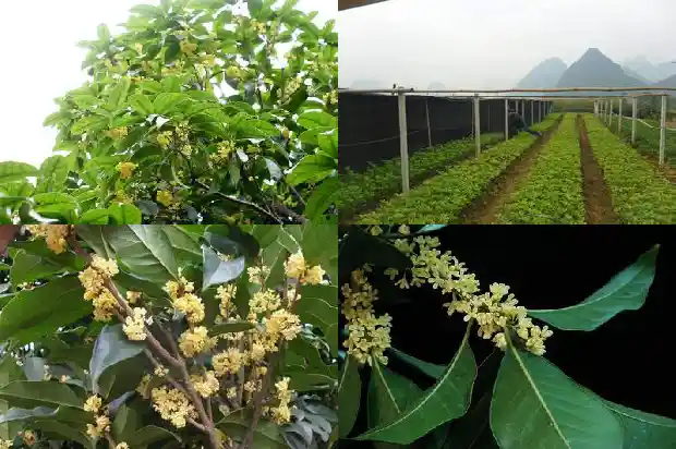 七年的桂花树大概多少钱一棵呢1682733547906