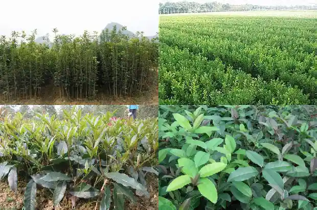 七年的桂花树大概多少钱一棵呢1682733547953