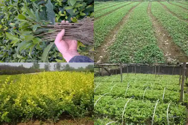 七年的桂花树大概多少钱一棵呢1682733548001