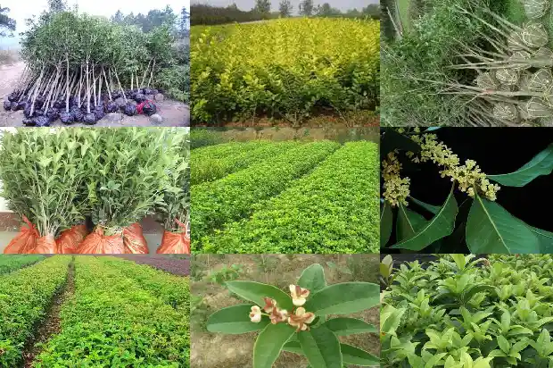 七年的桂花树大概多少钱一盆啊1682733568484