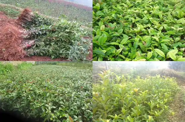 七年的桂花树大概多少钱一盆啊1682733568532