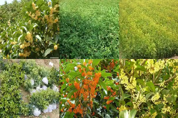 七年的桂花树胸径多大了1682733587784