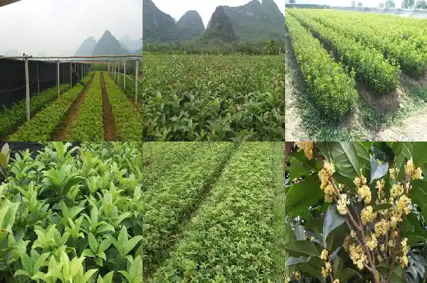 描写桂花树的语句段落一百字左右1688948888155