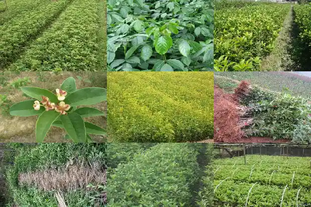 桂花树树龄有多大1682733607605
